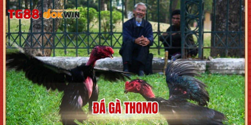 Đá gà Thomo