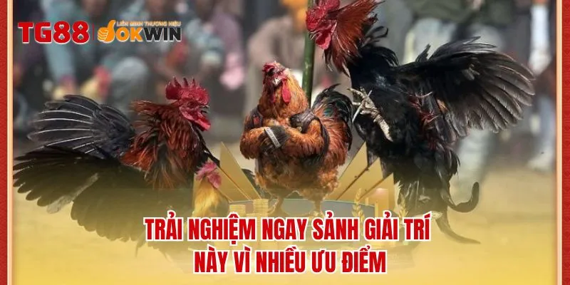 Trải nghiệm ngay sảnh giải trí này vì nhiều ưu điểm